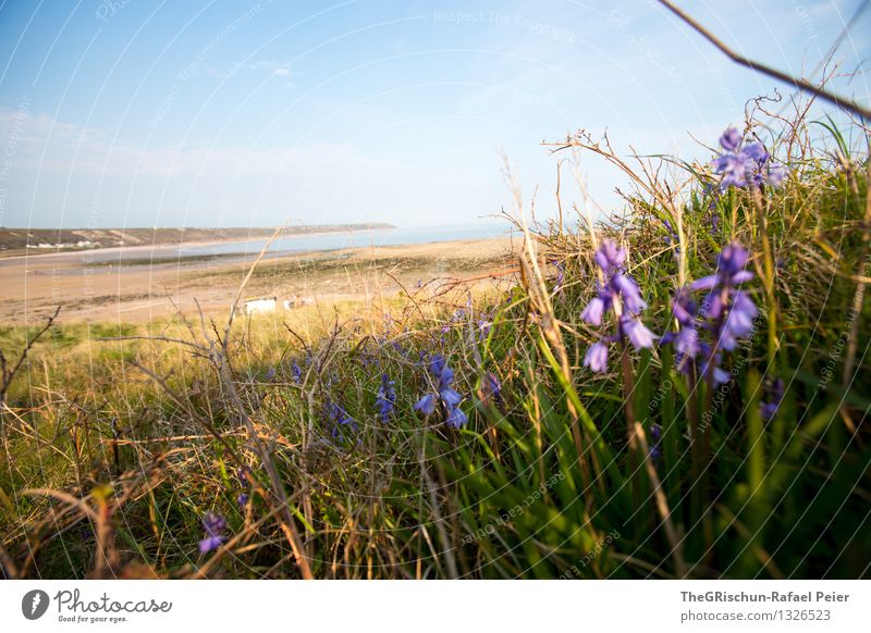 beach Environment Nature Landscape Sand Water Sky Blue Brown Multicoloured Yellow Green Violet Pink Black White Grass Beach England Vacation & Travel