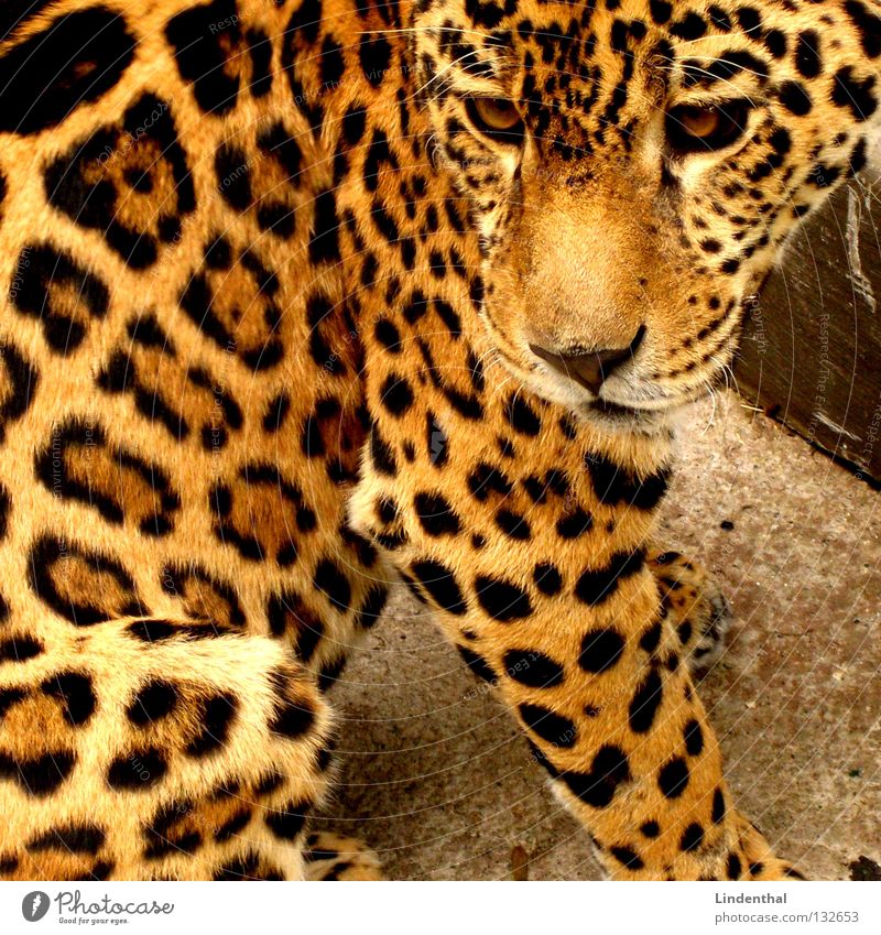 Probably a leopard Pelt Cat Pattern Panther Animal Beautiful Mammal Sit Animal face Animal portrait Partially visible Section of image Close-up Snout