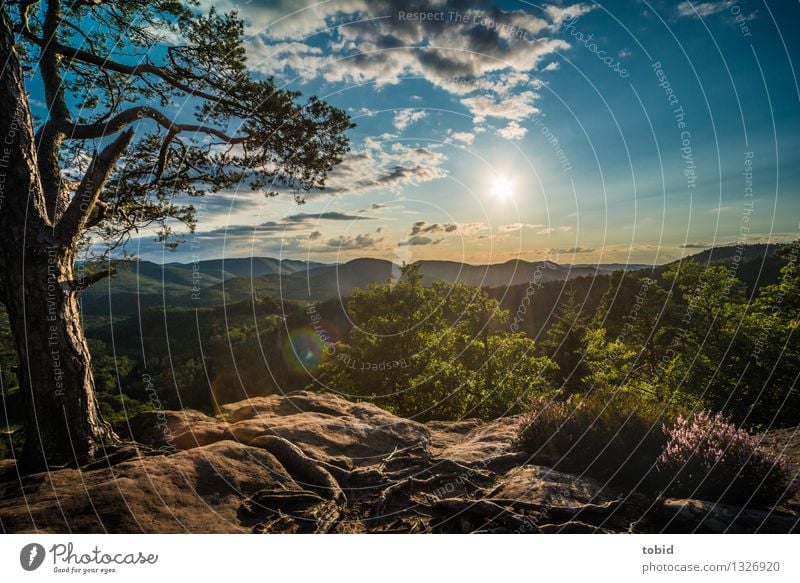 beautiful views Nature Landscape Plant Sky Clouds Horizon Summer Beautiful weather Tree Grass Bushes Forest Hill Mountain Peak Exceptional Free Infinity