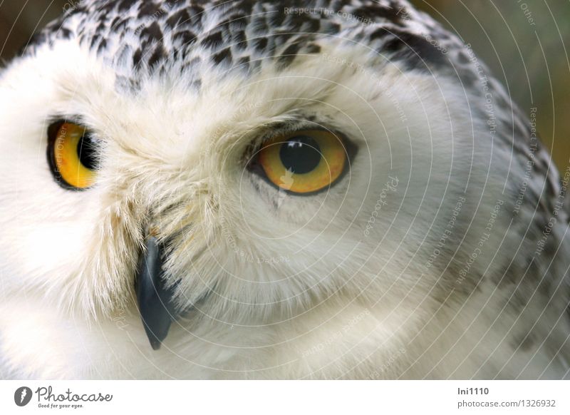 Snow Owl Nature Animal Park Wild animal Bird Animal face Zoo Bubo scandiacus 1 Observe Crouch Looking Esthetic Exceptional Exotic Fantastic Large pretty