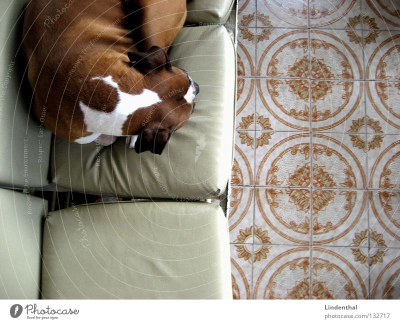boxer break Dog Relaxation Sleep Break Sofa Pattern Cushion Mammal Boxer rat last Floor covering