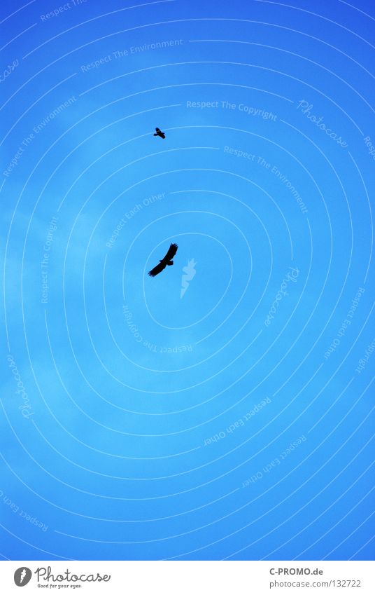 They are still circling... Eagle White-tailed eagle Bird of prey Clouds Glide Hover Dangerous Concentrate Sacrifice Hunting Sky Blue Flying Pair of animals