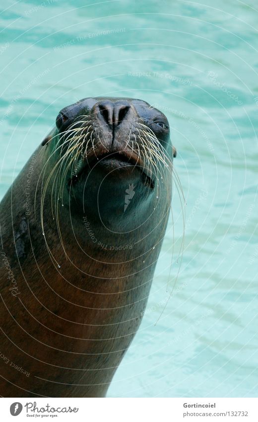 greetings Water Wild animal Animal face Pelt Zoo Friendliness Funny Turquoise Mammal Eyes Wink Whisker Nose Swimming pool Muzzle Wet Animalistic Mane seal Seals