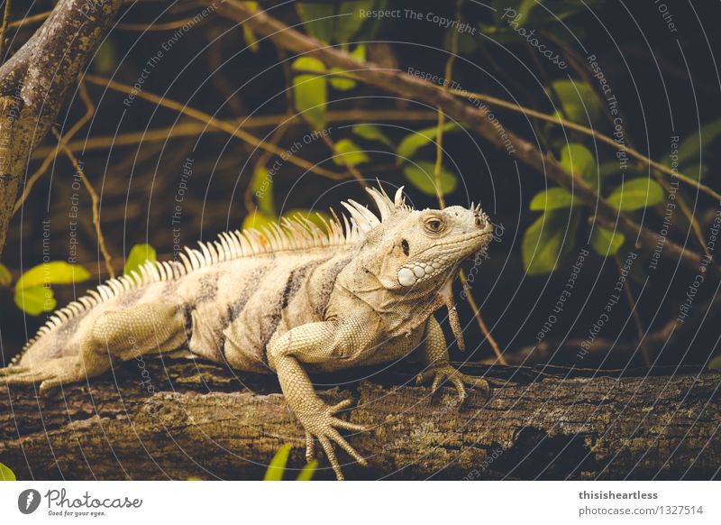 ... once upon a time there was another primeval creature! Animal Wild animal Saurians Lizards Reptiles Iguana Agamidae 1 Wood Old Observe Looking Esthetic