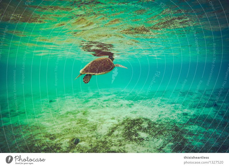 breathe... Aquatics Swimming & Bathing Dive Water Summer Bay Reef Ocean Caribbean Sea Americas Animal Wild animal Turtle Turles Tortoise-shell 1 Breathe Running
