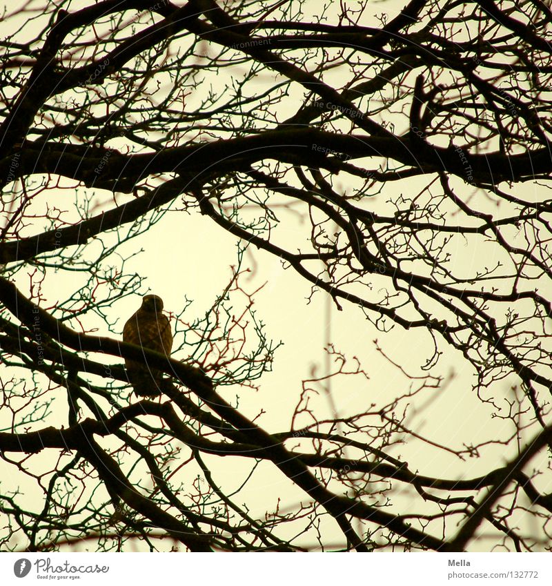 buzzard spring Environment Nature Animal Tree Twigs and branches Bird Hawk Common buzzard 1 Sit Natural Gray Colour photo Exterior shot Day Silhouette Deserted