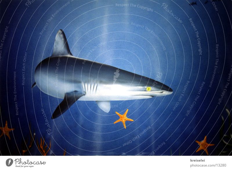 shark attack Shark Mural painting Ocean Transport Water Underwater photo