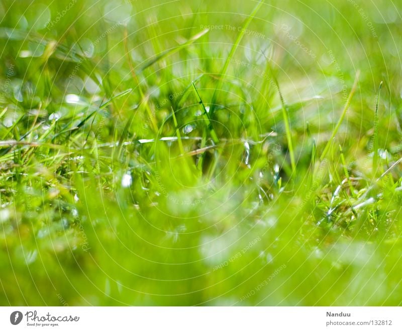 uncombed Meadow Green Summer Spring Blur Grass Blade of grass Depth of field Fresh Growth Maturing time Juicy Beautiful weather being out lie around