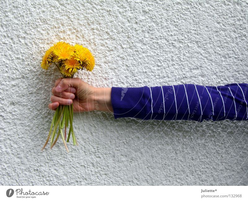 flower holder Flower Wall (building) Violet Stalk Dandelion Hand White Green Stand To hold on Donate Vertical Spring Birthday Arm clench Gleb