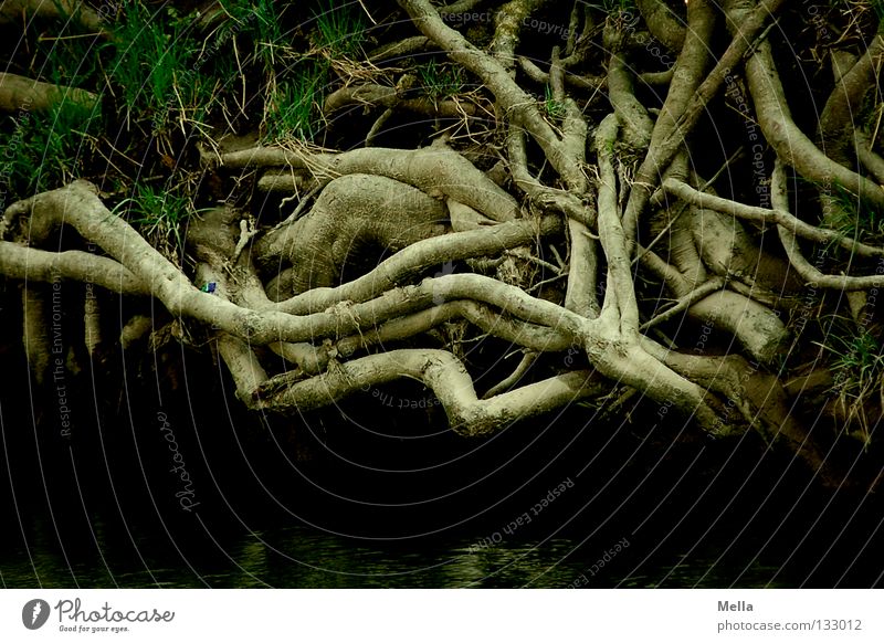 root system Environment Nature Plant Tree Root Knot Growth Dark Creepy Natural Brown Colour photo Exterior shot Deserted Day