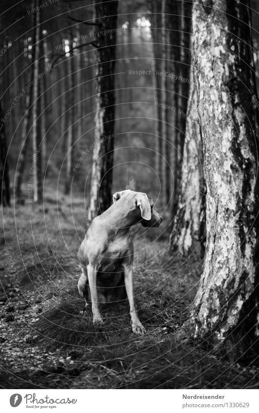 retrospect.... Nature Landscape Plant Animal Tree Forest Lanes & trails Pet Dog 1 Wait Esthetic Athletic Dark Black White Power Attentive Watchfulness
