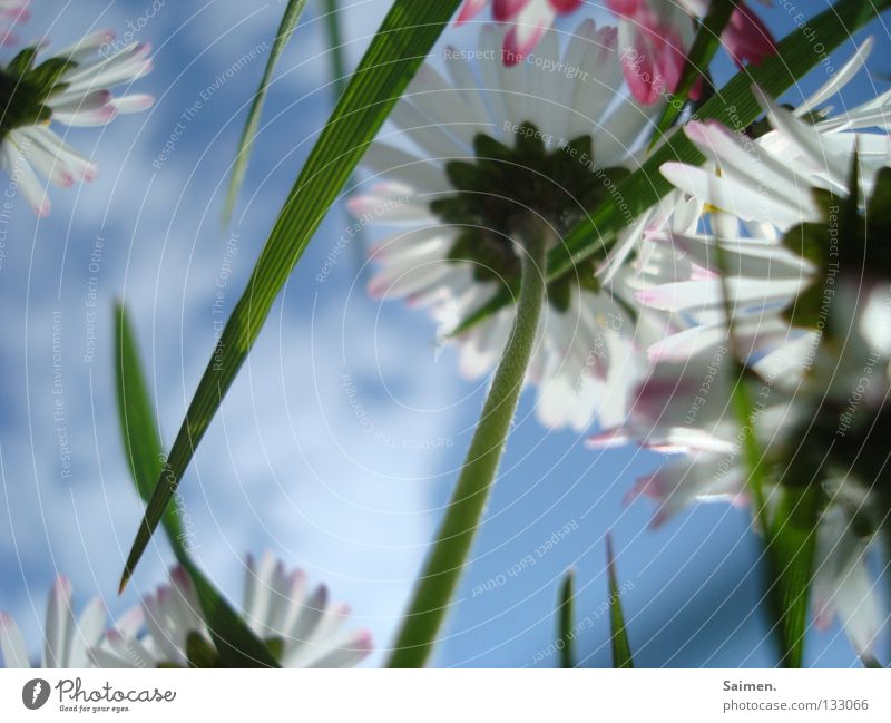 antidepressant Flower Small Worm's-eye view Grass Blade of grass Clouds Daisy Stalk Blossom leave Green White Pink Brilliant Juicy Spring Happiness Anticipation