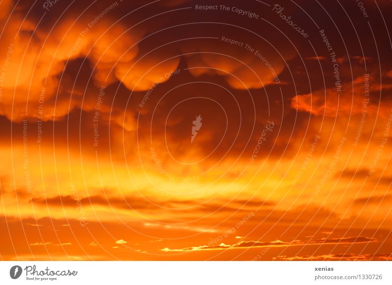 Sky fire - clouds in orange sky Clouds Storm clouds Sunrise Sunset Climate Weather Rain Thunder and lightning Orange Colour photo Exterior shot Twilight Fire