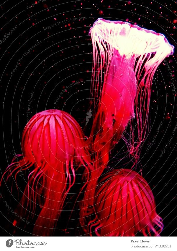jelly Vacation & Travel Far-off places Ocean Nature Navigation Animal Jellyfish Aquarium 3 Swimming & Bathing Esthetic Red Environment Colour photo