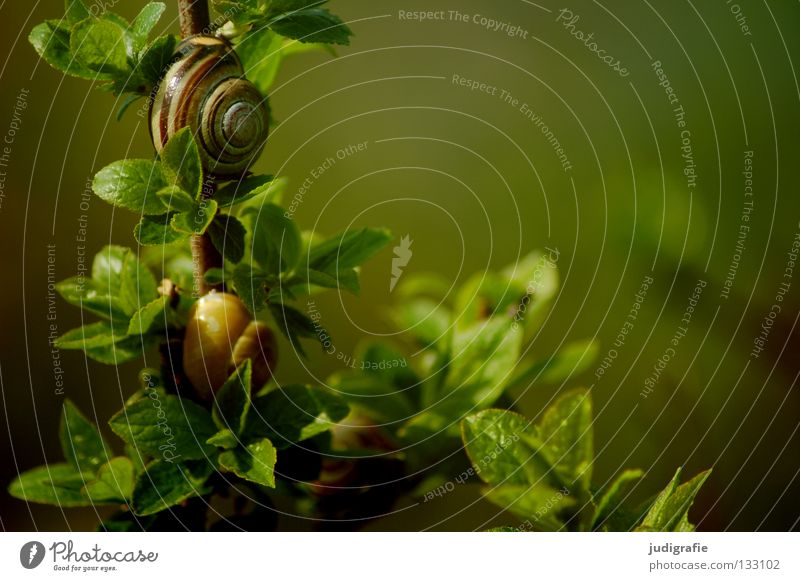 Living in the countryside Snail shell Air-breathing land snail Green Bushes Nutrition Plant Animal House (Residential Structure) Joint residence Colour
