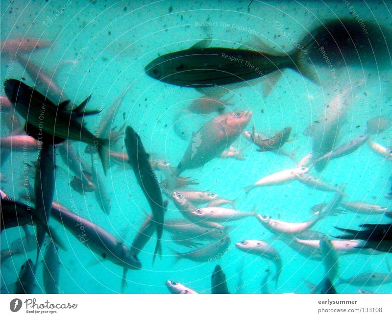 50 Ocean Seafood Animal Spain Australia Reef Snorkeling Beautiful Turquoise Dream Beach Vacation & Travel Summer Bathroom Events Whale Shark Wet Zoo