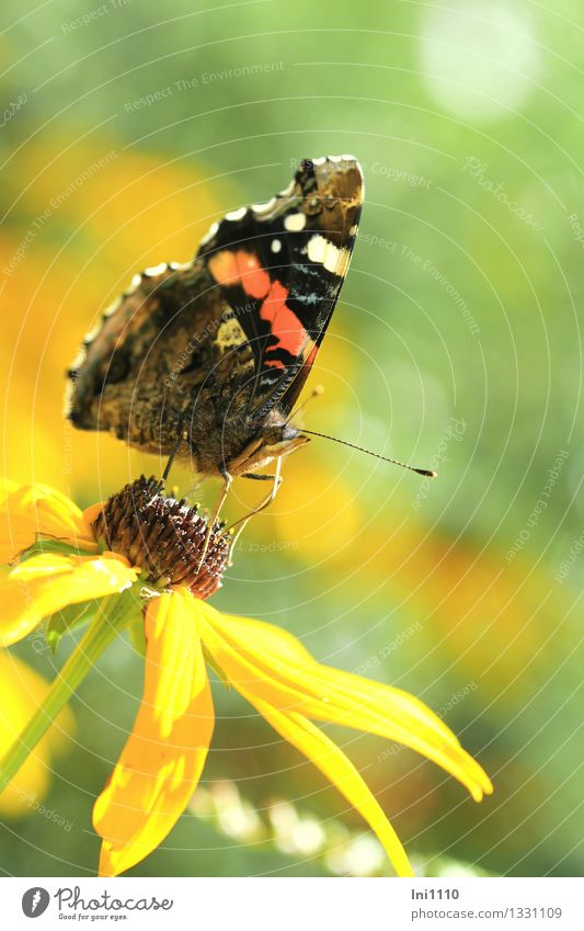 admiral Plant Animal Sunlight Summer Autumn Flower Blossom Garden Wild animal Butterfly Red admiral 1 To feed Exceptional Fantastic pretty Brown Multicoloured