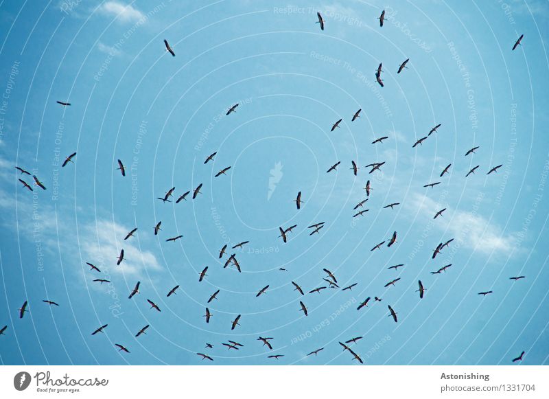 swarm Animal Sky Clouds Bird Wing Flock Flying Tall Many Blue Black White Above Small Travel photography Observe Circle Parts of body Morocco Rabat Colour photo