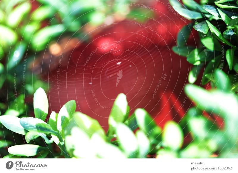 Spider home in the countryside Environment Nature Garden Moody Spider's web Net Red Green Leaf House (Residential Structure) Threat Spin Blur Colour photo