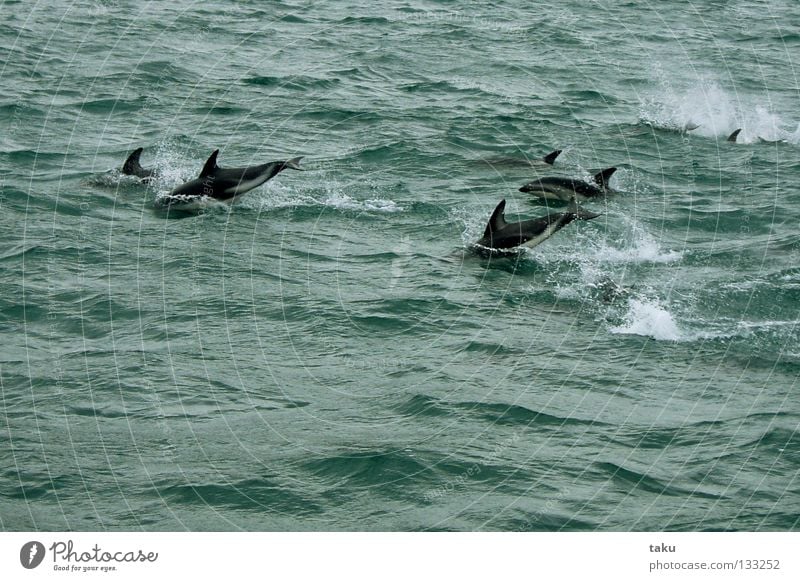 JUMP OF THE DOLPHINS New Zealand South Island Dolphin Mammal Ocean Green White Waves Jump Playing Acrobat Acrobatic Watercraft Natural phenomenon Exciting p.b.