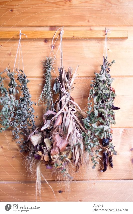 dehumidified Herbs and spices kitchen herbs seasoning Medicinal herbs Dry Dried Plant Hut Wooden wall Hang Fragrance Good naturally Retro Green Conserve