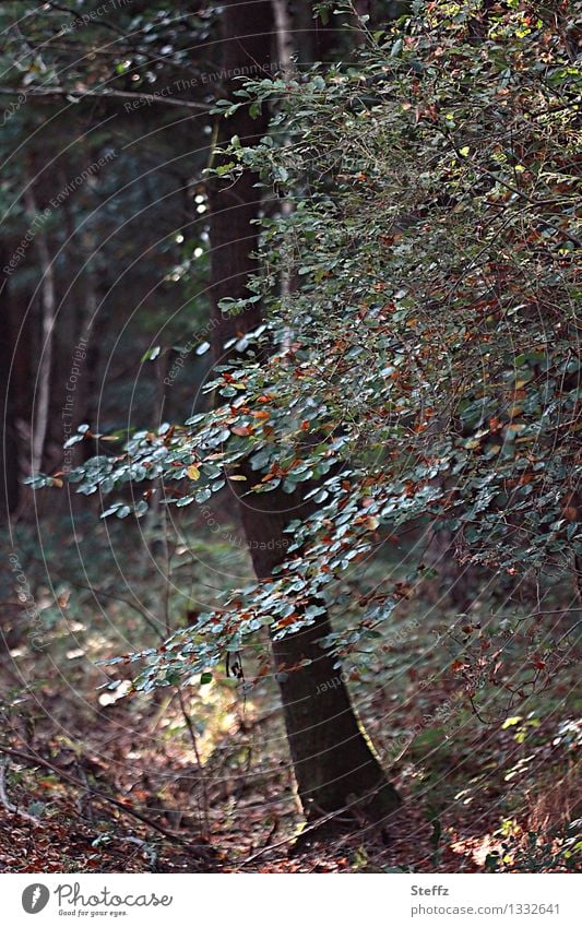 Forest bathing in September Beech tree beech leaves End of the season change of seasons beech branch Transience forest bath forest air Deciduous forest