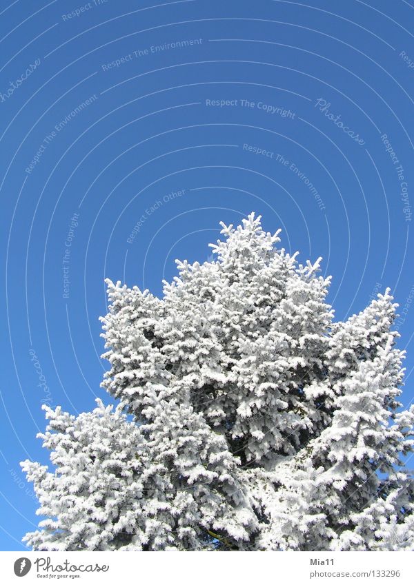 brrrrrrr cold Winter Tree Hoar frost Cold White Ice Snow Blue