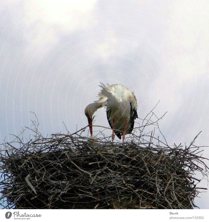 caring parents Colour photo Subdued colour Exterior shot Copy Space top Day Central perspective Full-length Flat (apartment) Birthday Clouds Bushes Bird Feeding