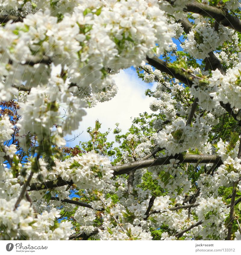 When the sun smiles Spring Tree Blossom Blossoming pretty Spring fever Beginning Nature Growth Time High point May Spring flowering plant Central Vista Frame