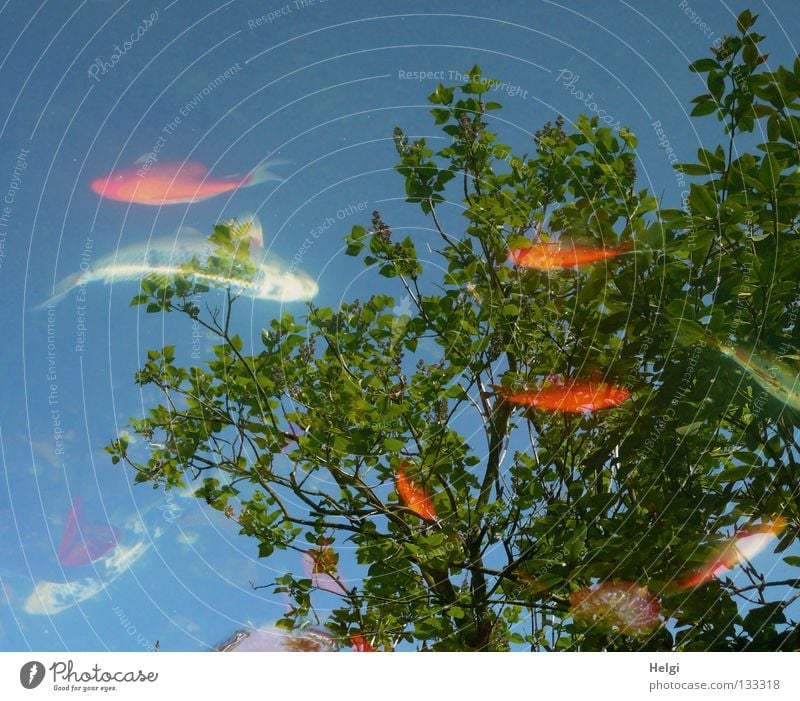 Fish in a garden pond with reflection of trees and sky Koi Goldfish Small Large White Black Dappled Yellow Red Pond Garden pond Multiple Tree Long Thin Brown