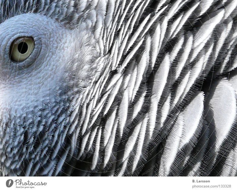 grey eye Parrots Bird Animal Zoo Grey Parrotlet B. Larsson Eyes