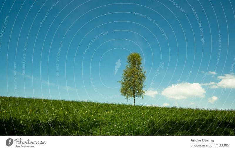 birch Birch tree Tree Meadow Hill Sky Clouds Horizon Far-off places Freedom Loneliness Room