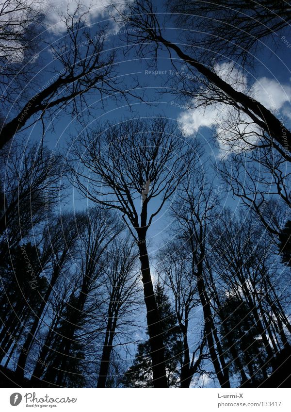 skyscrapers Forest Tree Sky Clouds