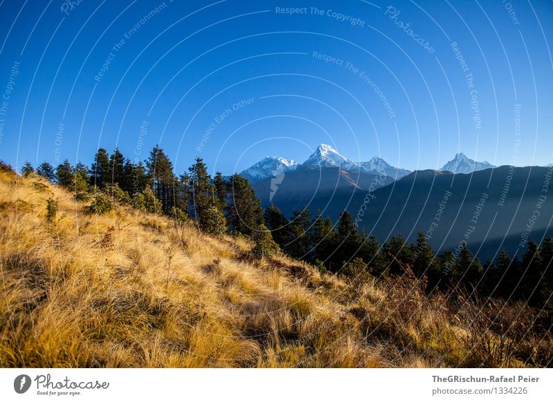 Poon Hill Environment Nature Landscape Blue Brown Yellow Gold Green Black White Mountain Peak Snow Sunbeam Lamp Forest Tree Grass Nepal Vantage point