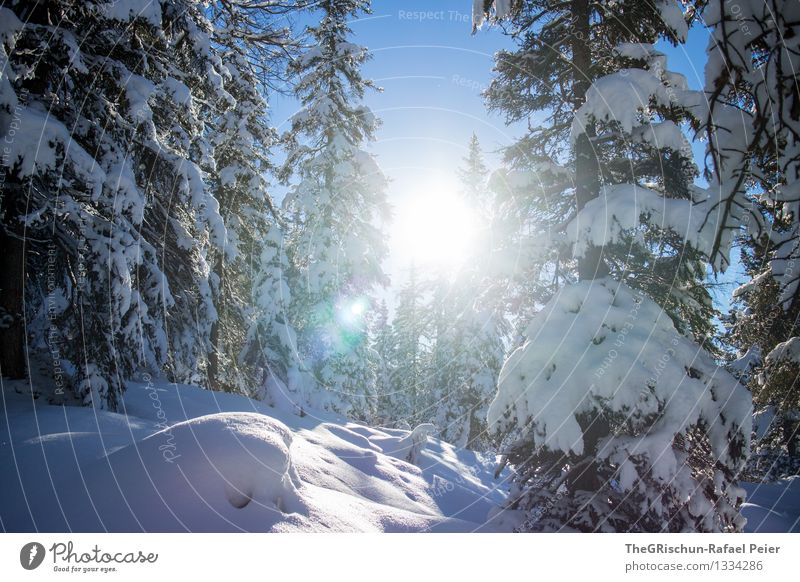 backlight Environment Nature Landscape Blue Brown Gray Black White Snow Winter Sun Tree Forest Beam of light Sky Colour photo Exterior shot Deserted