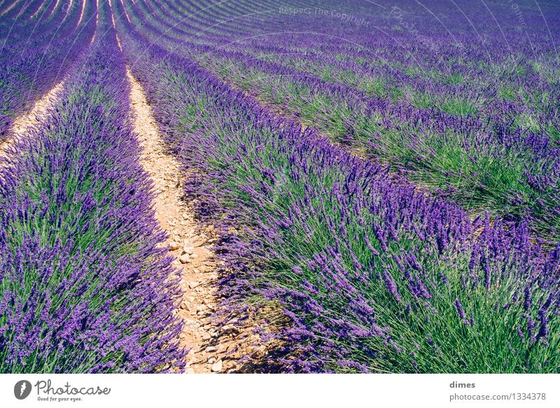 Lavender field in Provence Plant Beautiful weather Flower Bushes Agricultural crop Field Emotions Enthusiasm Euphoria France Exterior shot Copy Space left