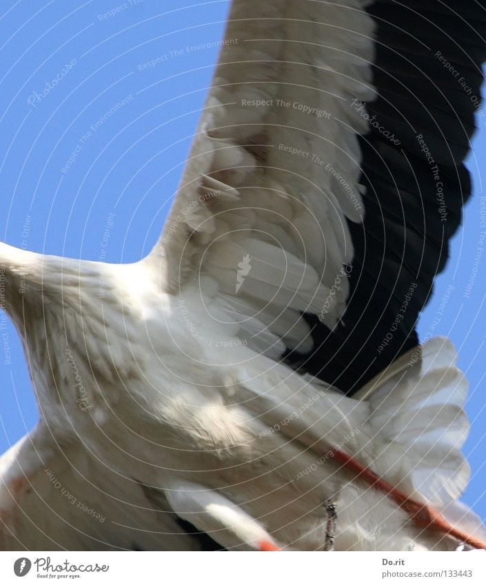 high achiever Stork White Stork Blue sky Poultry Feather Bird Birth Africa House Stork walking bird adebar stork bone severed long neck cut off long legs