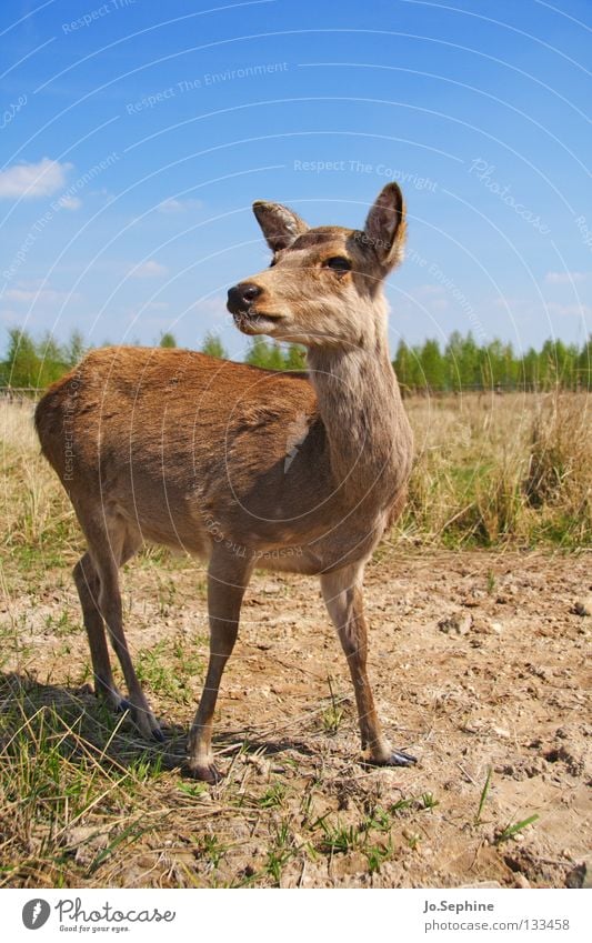 pussycat Summer Nature Animal Wild animal Caution Timidity Bambi Deer Roe deer Steppe Mammal sika deer Be confident Drought Dry Animal portrait Brown Grass