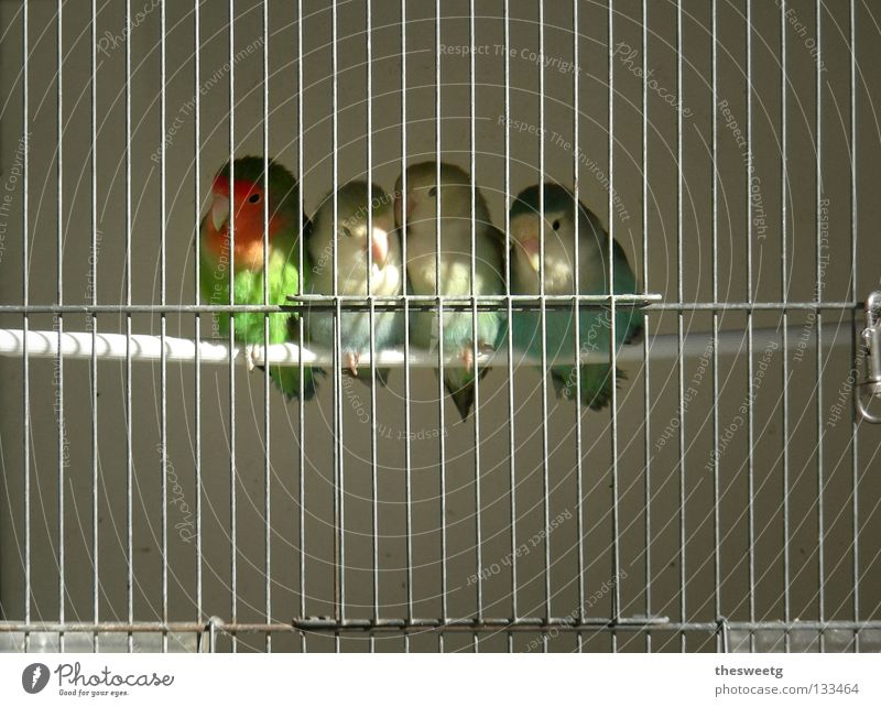 jailbirds Bird Caged bird Bird's cage Penitentiary Captured Enclosed Cramped Convict Jail sentence Expulsion Repression Together Connectedness Attachment