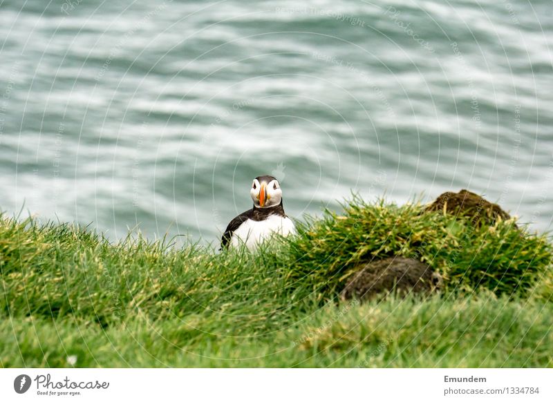 Puffin V Environment Nature Animal Iceland Wild animal Bird 1 Happiness Small Funny Cute Colour photo Exterior shot Copy Space top Day Animal portrait Looking