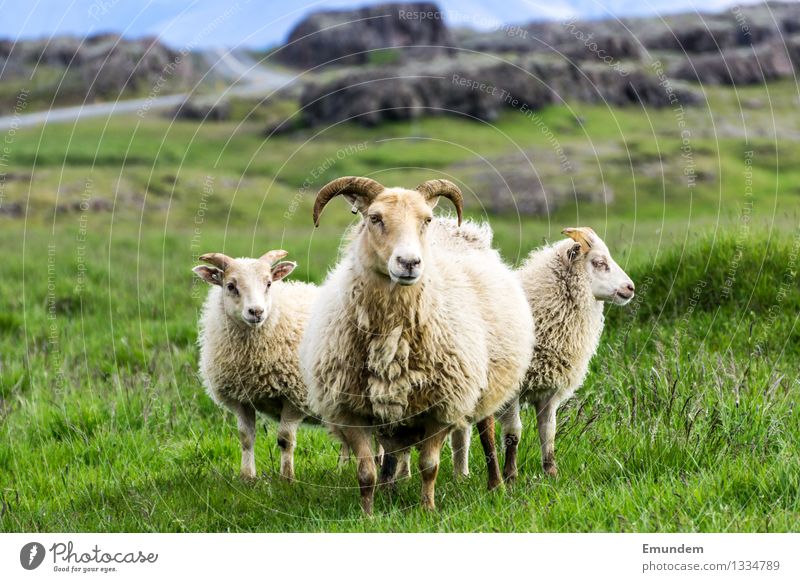 sheep Environment Landscape Meadow Hill Rock Iceland Animal Farm animal Sheep 3 Baby animal Animal family Cuddly Country life Wool Colour photo Exterior shot