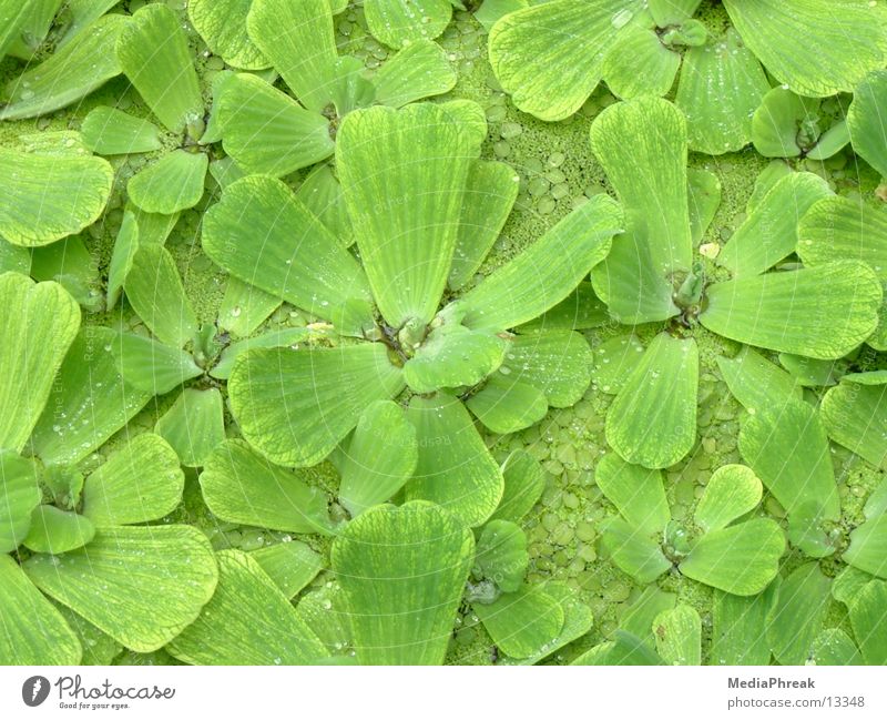 leafs Leaf Green