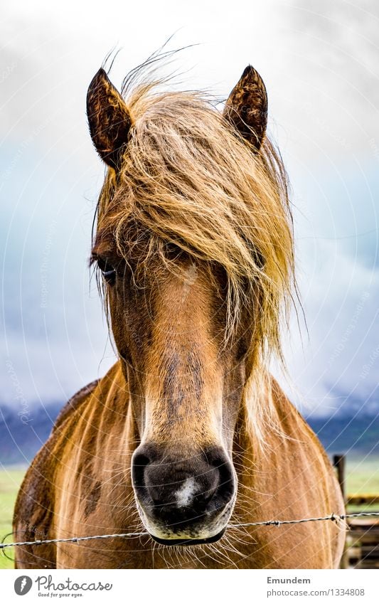 island horse Animal Horse Iceland Pony 1 Beautiful Colour photo Exterior shot Close-up Deserted Day Animal portrait Looking Looking into the camera