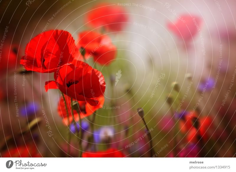 Living room II Food Poppy Elegant Style Nature Plant Summer Beautiful weather Flower Blossom Wild plant Pot plant Poppy blossom Poppy field Corn poppy