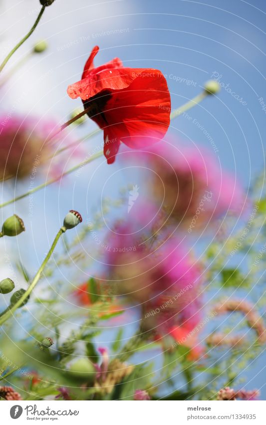 Poppy on Tuesday Elegant Style Nature Clouds Summer Beautiful weather Blossom Wild plant Pot plant Poppy blossom Corn poppy Flowering plants Blossom leave