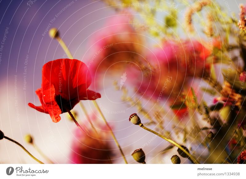 Living room I Poppy Elegant Style Nature Plant Sky Clouds Summer Beautiful weather Flower Bushes Blossom Wild plant Pot plant Corn poppy Poppy capsule Grass