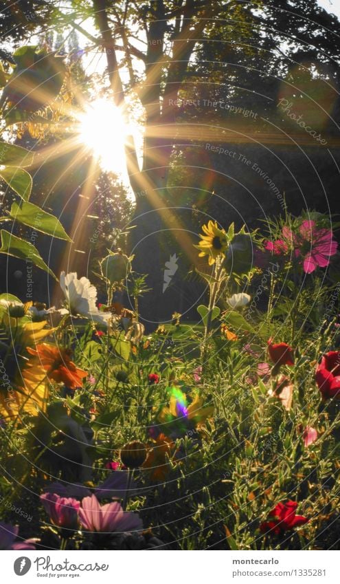 Come home and the sun's coming up. Environment Nature Plant Sun Sunrise Sunset Sunlight Summer Beautiful weather Tree Flower Grass Bushes Leaf Blossom