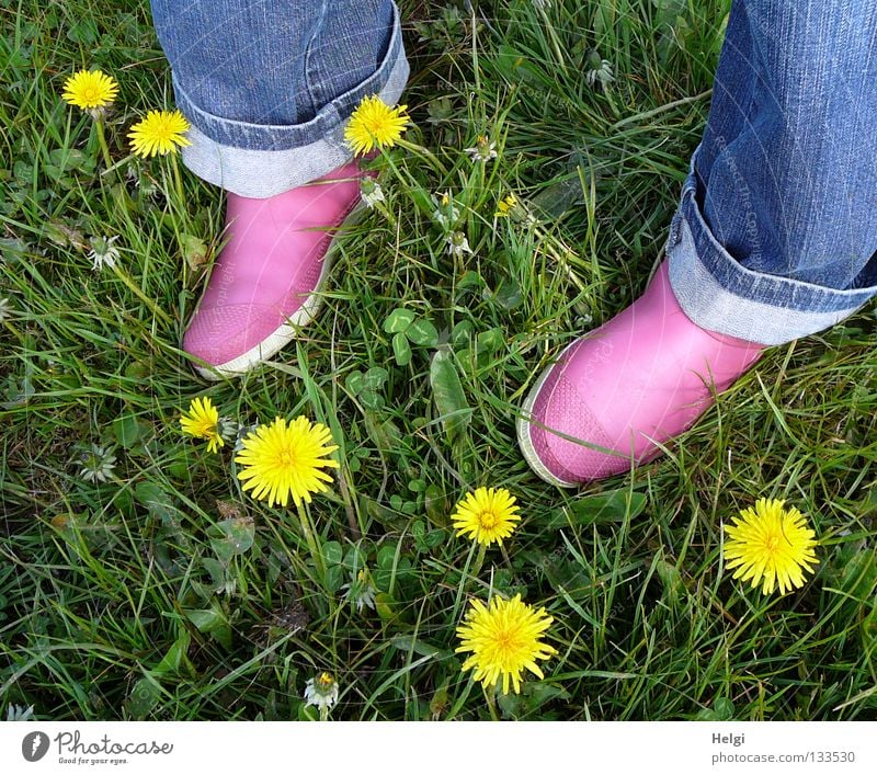 Women's feet in pink rubber shoes on a meadow with dandelion flowers Multicoloured Spring April May Meadow Flower meadow Grass Blade of grass Blossom Blossoming