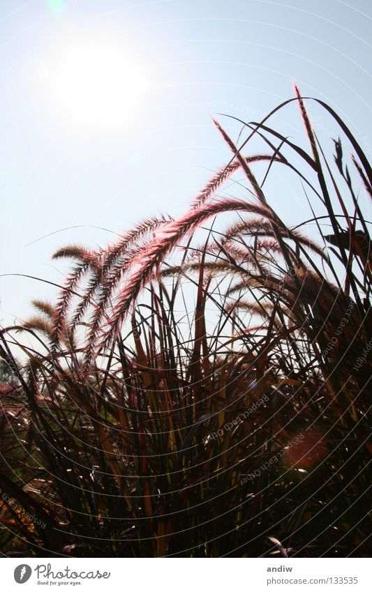 grasses Flower Grass Still Life Sculpture Violet Back-light Light Radiation Summer Relaxation Morning Sun Macro (Extreme close-up) Art Close-up Blue