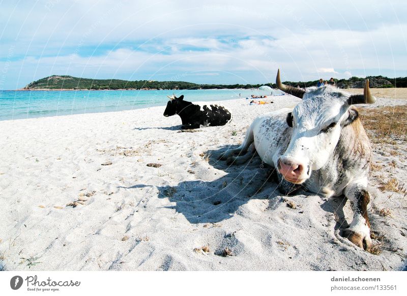 finally vacation ! Beach Ocean Cow Vacation & Travel Summer Sunbathing Coast France Corsica Joy Sand Funny bizarre Bay Mediterranean sea recreation Warmth